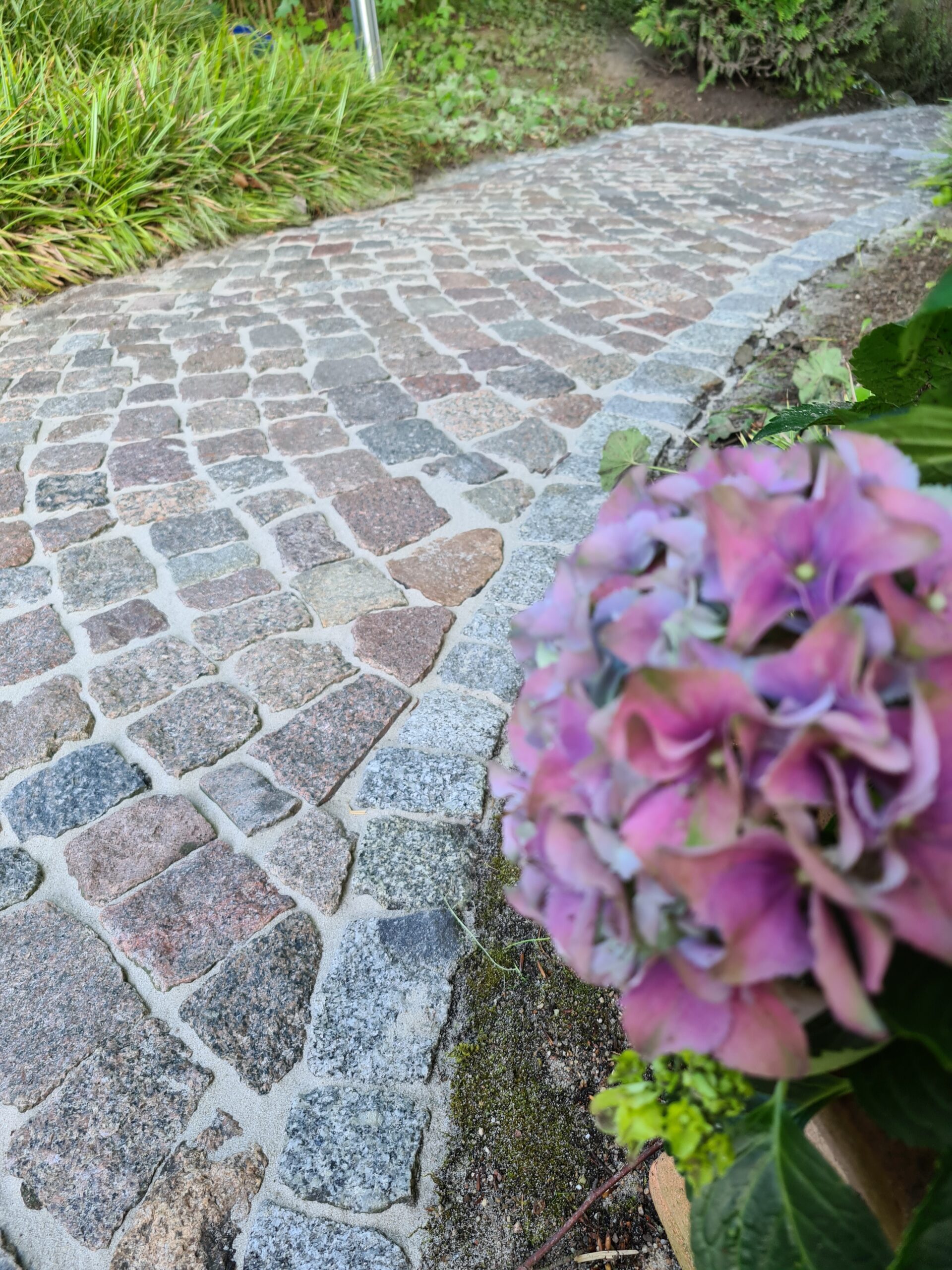Kopfsteinpflasterweg, der sich sanft nach hinten schlängelt; links niedrige Gräser, rechts im Vordergrund eine rosa‑violette Hortensienblüte und grauer Randstein auf moosigem Boden.